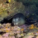 lion_sea_galapagos_cou_v_0196_ecu1301.jpg